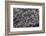 Recent Pahoehoe lava flow, Sullivan Bay, Santiago Island, Galapagos Islands, Ecuador.-Adam Jones-Framed Photographic Print