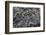 Recent Pahoehoe lava flow, Sullivan Bay, Santiago Island, Galapagos Islands, Ecuador.-Adam Jones-Framed Photographic Print