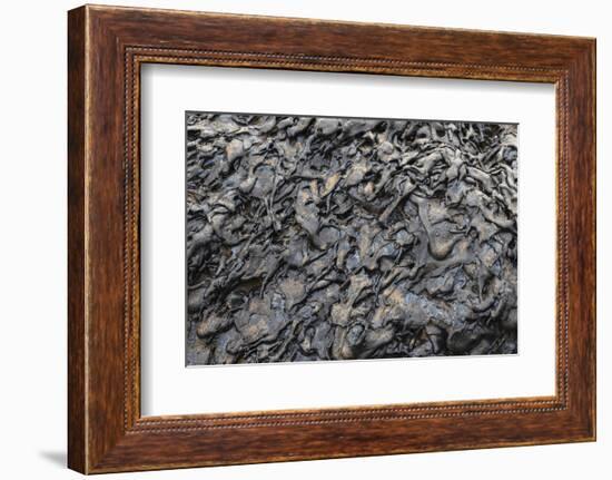 Recent Pahoehoe lava flow, Sullivan Bay, Santiago Island, Galapagos Islands, Ecuador.-Adam Jones-Framed Photographic Print