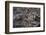 Recent Pahoehoe lava flow, Sullivan Bay, Santiago Island, Galapagos Islands, Ecuador.-Adam Jones-Framed Photographic Print