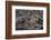 Recent Pahoehoe lava flow, Sullivan Bay, Santiago Island, Galapagos Islands, Ecuador.-Adam Jones-Framed Photographic Print