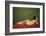 Reclining Nude on Red-Félix Vallotton-Framed Giclee Print