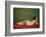 Reclining Nude on Red-Félix Vallotton-Framed Giclee Print