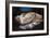 Reclining Woman, 1865-Gustave Courbet-Framed Giclee Print