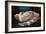 Reclining Woman, 1865-Gustave Courbet-Framed Giclee Print