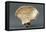 Reconstruction of Pelvic Bone of Australopithecus Africanus-null-Framed Premier Image Canvas