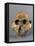 Reconstruction of Skull of Paranthropus Boisei or Australopithecus Boisei-null-Framed Premier Image Canvas