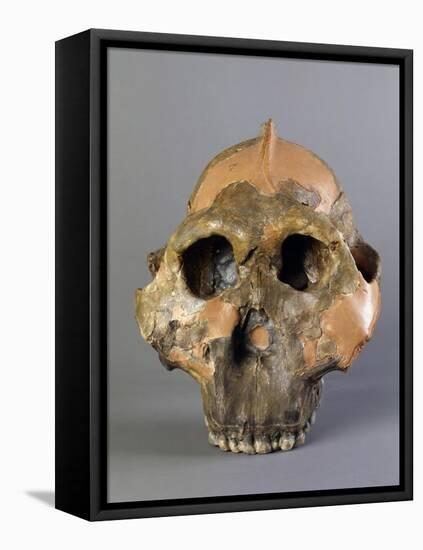 Reconstruction of Skull of Paranthropus Boisei or Australopithecus Boisei-null-Framed Premier Image Canvas