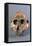 Reconstruction of Skull of Paranthropus Boisei or Australopithecus Boisei-null-Framed Premier Image Canvas