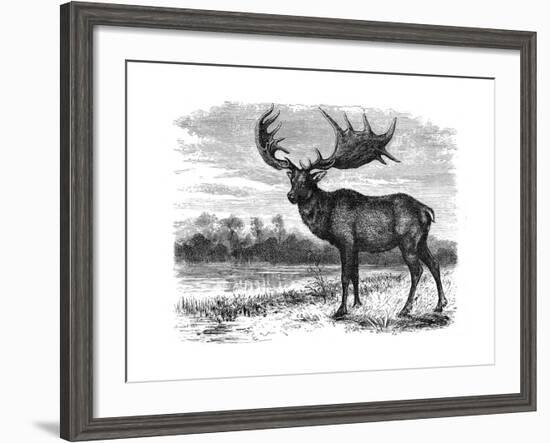 Reconstruction of the Irish Elk (Megalocero), C1880-null-Framed Giclee Print