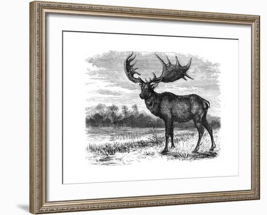 Reconstruction of the Irish Elk (Megalocero), C1880-null-Framed Giclee Print