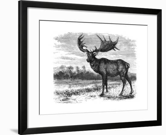 Reconstruction of the Irish Elk (Megalocero), C1880-null-Framed Giclee Print