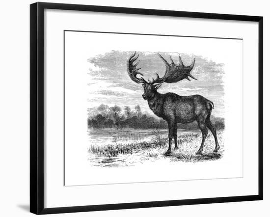 Reconstruction of the Irish Elk (Megalocero), C1880-null-Framed Giclee Print