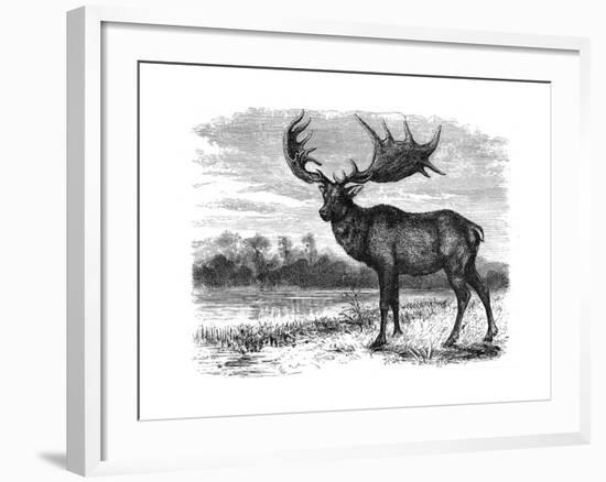 Reconstruction of the Irish Elk (Megalocero), C1880-null-Framed Giclee Print