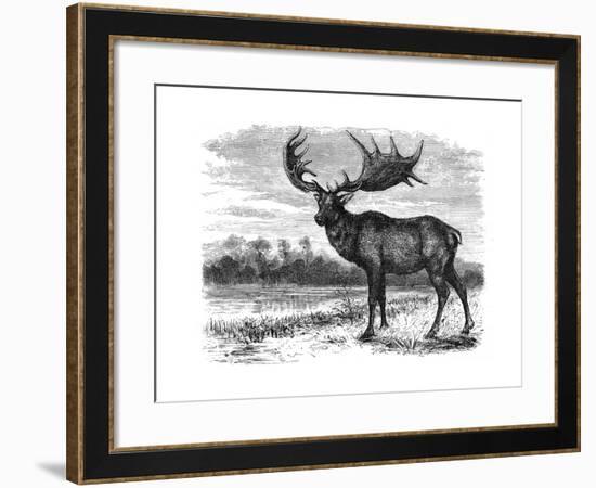 Reconstruction of the Irish Elk (Megalocero), C1880-null-Framed Giclee Print