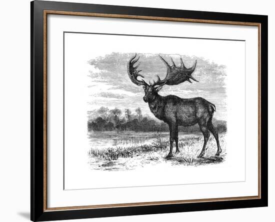 Reconstruction of the Irish Elk (Megalocero), C1880-null-Framed Giclee Print