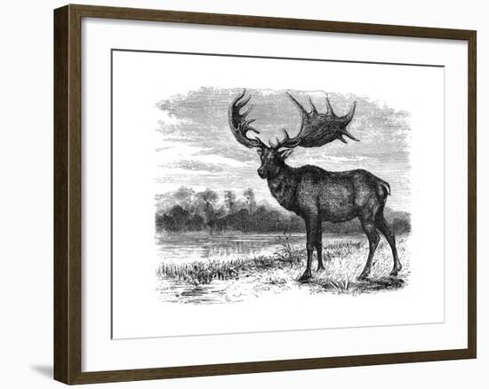 Reconstruction of the Irish Elk (Megalocero), C1880-null-Framed Giclee Print