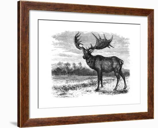 Reconstruction of the Irish Elk (Megalocero), C1880-null-Framed Giclee Print