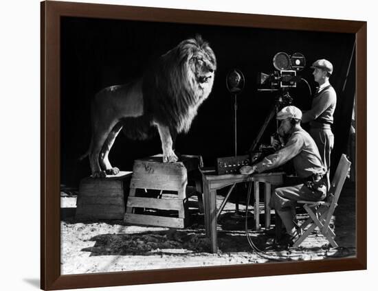 Recording of the lion roar for the introduction of MGM films, c. 1920- 1930-null-Framed Photo