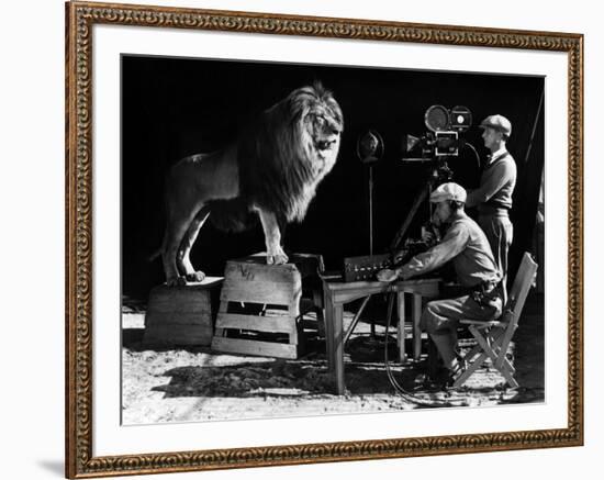 Recording of the lion roar for the introduction of MGM films, c. 1920- 1930-null-Framed Photo