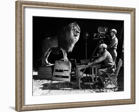 Recording of the lion roar for the introduction of MGM films, c. 1920- 1930-null-Framed Photo