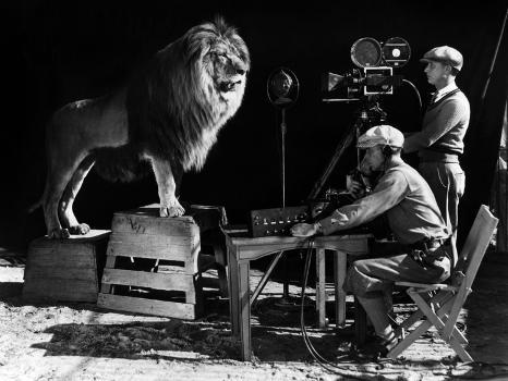 Recording of the lion roar for the introduction of MGM films, c. 1920-  1930' Photo | Art.com