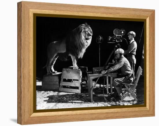 Recording of the lion roar for the introduction of MGM films, c. 1920- 1930-null-Framed Stretched Canvas