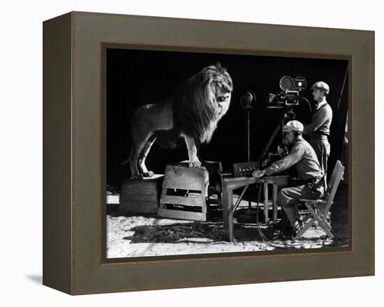 Recording of the lion roar for the introduction of MGM films, c. 1920- 1930-null-Framed Stretched Canvas