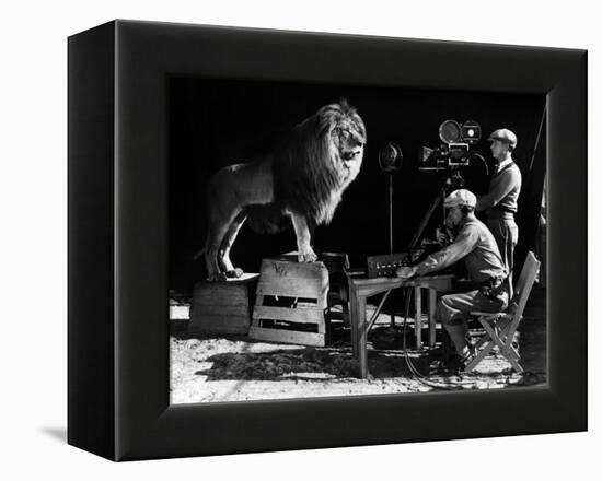 Recording of the lion roar for the introduction of MGM films, c. 1920- 1930-null-Framed Stretched Canvas