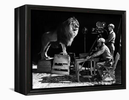 Recording of the lion roar for the introduction of MGM films, c. 1920- 1930-null-Framed Stretched Canvas