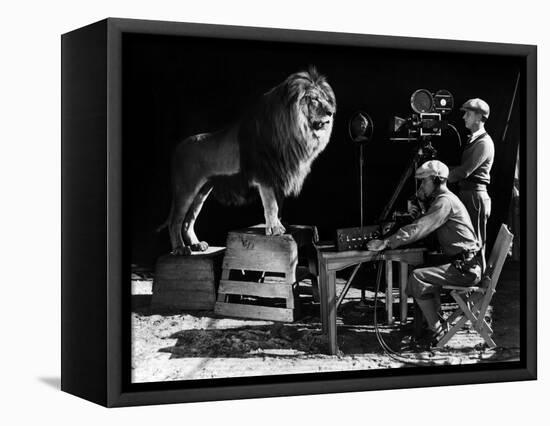 Recording of the lion roar for the introduction of MGM films, c. 1920- 1930-null-Framed Stretched Canvas