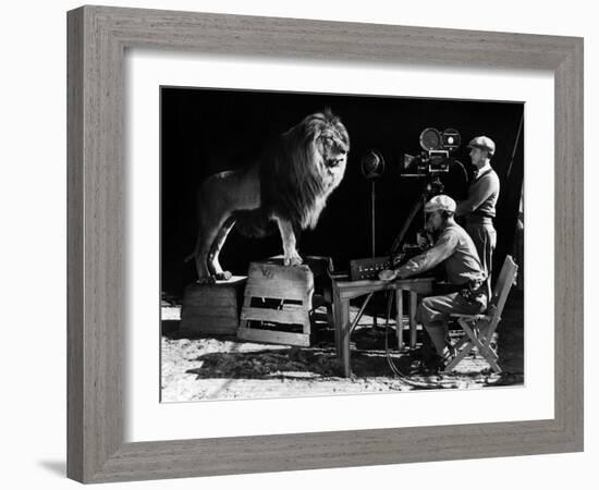 Recording of the lion roar for the introduction of MGM films, c. 1920- 1930-null-Framed Photo