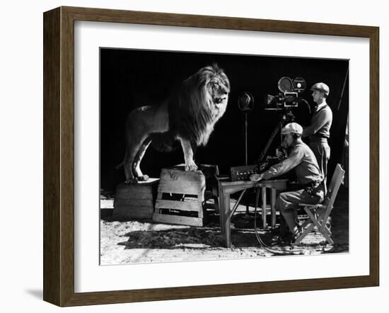 Recording of the lion roar for the introduction of MGM films, c. 1920- 1930-null-Framed Photo