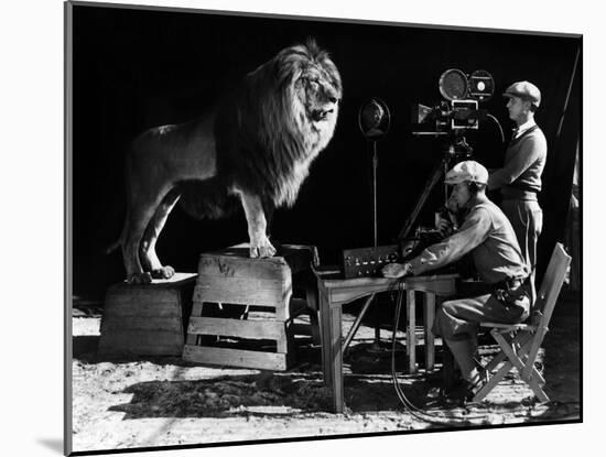 Recording of the lion roar for the introduction of MGM films, c. 1920- 1930-null-Mounted Photo