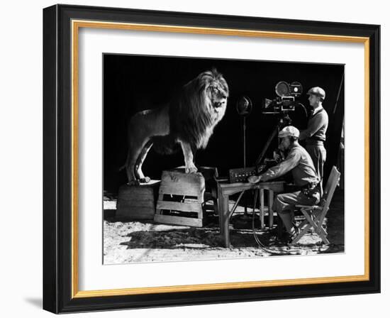 Recording of the lion roar for the introduction of MGM films, c. 1920- 1930-null-Framed Photo