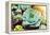 Rectangular Arrangement of Succulents; Cactus Succulents in a Planter-kenny001-Framed Premier Image Canvas