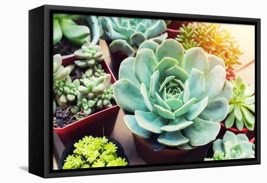 Rectangular Arrangement of Succulents; Cactus Succulents in a Planter-kenny001-Framed Premier Image Canvas