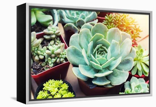 Rectangular Arrangement of Succulents; Cactus Succulents in a Planter-kenny001-Framed Premier Image Canvas