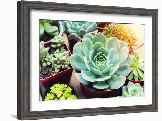 Rectangular Arrangement of Succulents; Cactus Succulents in a Planter-kenny001-Framed Photographic Print