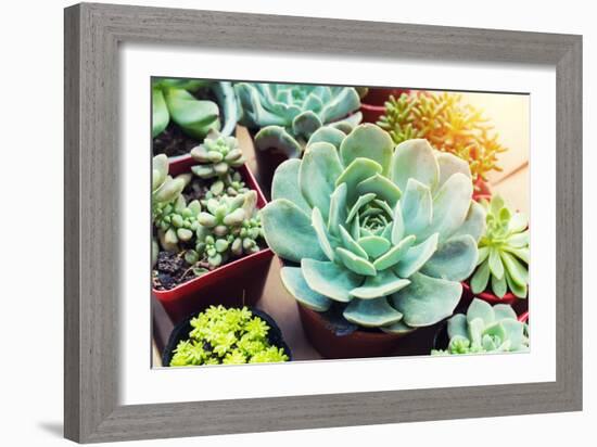 Rectangular Arrangement of Succulents; Cactus Succulents in a Planter-kenny001-Framed Photographic Print