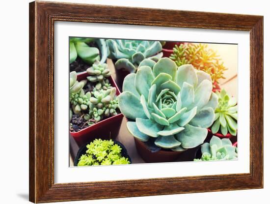 Rectangular Arrangement of Succulents; Cactus Succulents in a Planter-kenny001-Framed Photographic Print