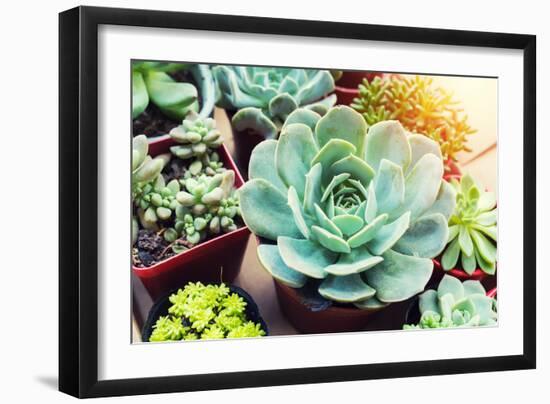 Rectangular Arrangement of Succulents; Cactus Succulents in a Planter-kenny001-Framed Photographic Print