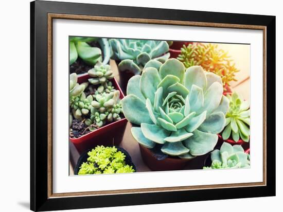 Rectangular Arrangement of Succulents; Cactus Succulents in a Planter-kenny001-Framed Photographic Print