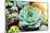 Rectangular Arrangement of Succulents; Cactus Succulents in a Planter-kenny001-Mounted Photographic Print