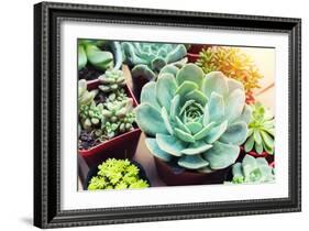 Rectangular Arrangement of Succulents; Cactus Succulents in a Planter-kenny001-Framed Photographic Print