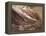 Recto: the Glacier Des Bossons-John Ruskin-Framed Premier Image Canvas