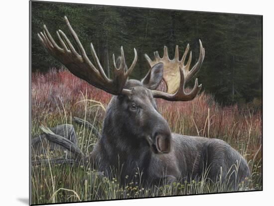 Recumbent Moose-Kevin Daniel-Mounted Art Print