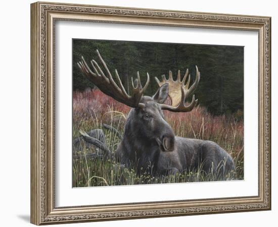 Recumbent Moose-Kevin Daniel-Framed Art Print