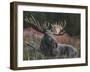 Recumbent Moose-Kevin Daniel-Framed Art Print