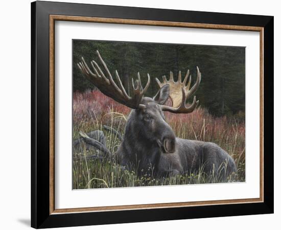 Recumbent Moose-Kevin Daniel-Framed Art Print